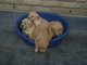 Cachorros de Golden Retriever - Foto 1