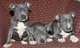Cachorros Stafford estadounidenses - Foto 1