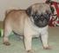 Etokolo Rolex Fawn y Negro Pug cachorros de Kascco y Dascco - Foto 1