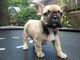 French bulldogs available