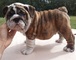 Impresionantes cachorros de bulldog AKC inglés - Foto 1