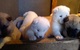 Los cachorros akita disponibles ahora para el nuevo hogar - Foto 1