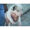 Los cachorros American Bulldog - Foto 1