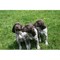 Los cachorros de pelo corto alemán - Foto 2