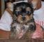 Los cachorros de yorkshire terrier sicue wapamboh ready now niñas