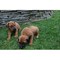 Los cachorros hermosos rhodesian ridgeback