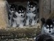 Luna - Impresionante Alaskka Malamute Necesidades querido Hogar - Foto 1