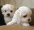 Pedigrí de bichon frise cachorros disponibles ahora