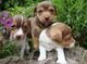 Preciosos cachorros de Jack Russell de forma gratuita - Foto 1