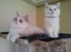 Ragdoll encantadora gatitos ahora disponibles - Foto 1
