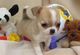 Regado hermoso cachorro chihuahua está listo para una gran casa n - Foto 1