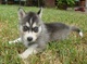 Regalo Cachorro husky siberiano embra - Foto 1