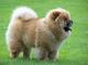 Regalo tenemos cachorros de chow chow