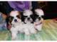 Shih tzu para este mini gratuito// gratis