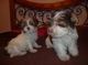 Yorkie cachorros lindo y adorable para un buen hogar - Foto 1