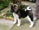 Akita cachorros hermosos