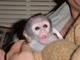 Azerie 2 monos capuchinos ahora listo para funcionar