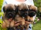 Cachorros border terrier de pura raza