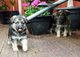 Cachorros de pastor alemán - Foto 1