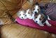 Cachorros de pura raza beagle