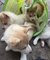 Cachorros de pura raza husky siberiano