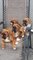 Cachorros pedigree boxer - Foto 1