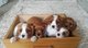 Cavalier king charles cachorros