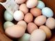 Huevos de loro fértiles para la venta - Foto 1