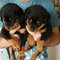 Importados cachorros alemán rottweiler