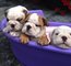 Impresionantes cachorros Bulldog Inglés - Foto 1