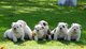 Machos y hembras bulldog cachorros brown blanco