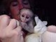 Mojanoo 2 monos capuchinos regalar