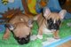 Preciosos cachorros bulldog francés disponibles