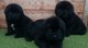 Raza Terranova Cachorros de pedigrí de - Foto 1