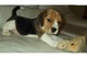 Regalo beagle enanos vip pedigree - Foto 1