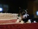 Regalo Biewer Terrier de pura raza crías durante Reserva - Foto 1