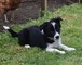 Regalo border collie cachorros su adopcion