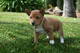 Regalo cachorro macho de Basenji para su adopción - Foto 1