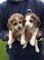 Regalo cachorros beagle hermosas disponibles