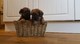 Regalo cachorros border terrier pedigree y kc registrado