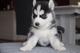 Regalo Cachorros Husky Siberiano Para adopción - Foto 1