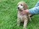 Regalo caniche estándar único que queda cachorros