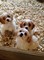 Regalo cavachon cachorros