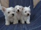 Regalo de montaña del oeste terrier de cachorros niño y niñas