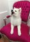 Regalo disponibles samoyedo cachorros