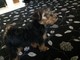 Regalo galés Terrier cachorros - Foto 1