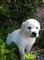 Regalo Golden Retriever cachorros - Foto 1
