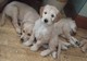 Regalo Hermosos de Goldendoodle cachorros ListoYa - Foto 1