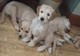 Regalo hermosos de goldendoodle cachorros listoya