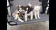Regalo impresionantes Akita cachorros - Foto 1